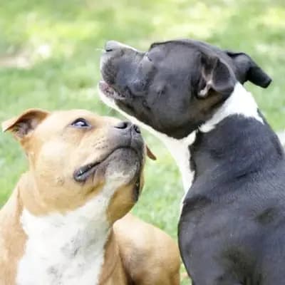 Titelbild von MeinHeart Staff’s  in Sachsen, Heimat unserer Staffordshire Bull Terrier-Zucht.