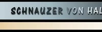 Rüde aus T-Wurf – Schnauzer Welpe, Niedersachsen, 由...饲养 Schnauzer von Halamasch