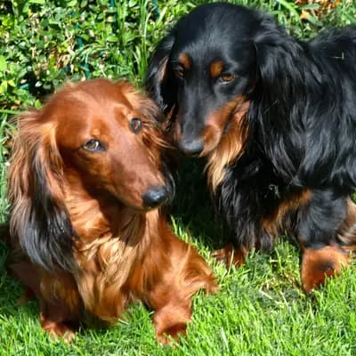 Bild aus Zucht - Camnika Art, Pilsen, CZ in Plzeňský kraj, wo unsere Dackel-Hunde in einer liebevollen Umgebung aufwachsen.