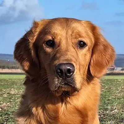 Upsi-Wurf von Emma – 金毛猎犬 Wurf, Bayern, 由...饲养 von der Mountainfielder Dog-Ranch