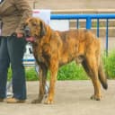 Foto der Rasse Mastin Espanol