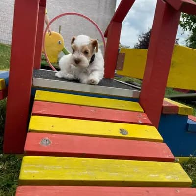 Bild aus American Schnauzer vom Pegnitztaler Land  in Bayern, wo unsere Zwergschnauzer-Hunde in einer liebevollen Umgebung aufwachsen.