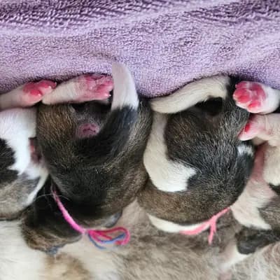 Bild aus On the highest in Baden-Württemberg, wo unsere Amerikanischer Akita-Hunde in einer liebevollen Umgebung aufwachsen.
