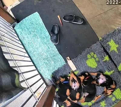 Bild aus Vom Haus Feiler  in North Rhine-Westphalia, wo unsere Rottweiler-Hunde in einer liebevollen Umgebung aufwachsen.