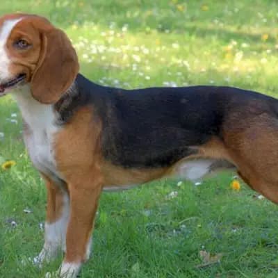 Deutsche Bracke – Hunderasse