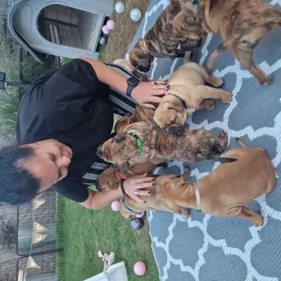 Bild aus Bachgau_B_Bulls LIEBHABER Zucht in Bayern, wo unsere Continental Bulldog (Nationale Rasse)-Hunde in einer liebevollen Umgebung aufwachsen.