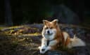 Foto der Rasse Islandhund