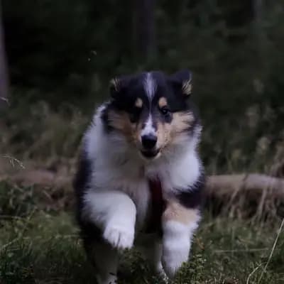 Galerie-Bild von Collie of Golden Gate  in Baden-Württemberg, mit Eindrücken unserer Amerikanischer Collie-Zucht.
