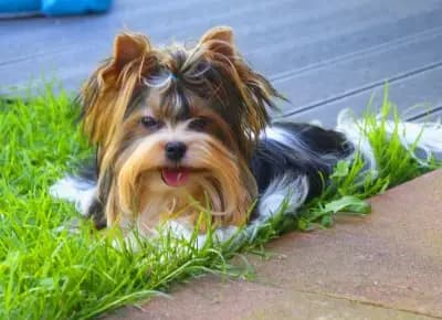 Foto von Inario, einem Biewer Terrier-Elternhund in Bayern.