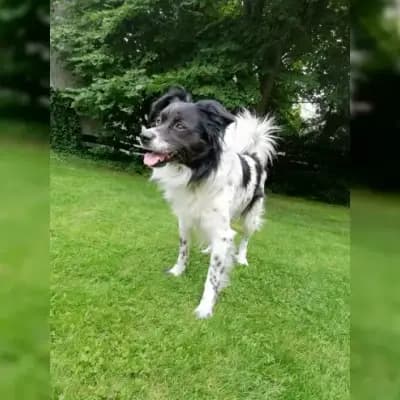 Chicco