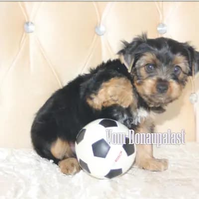 Yorkshire Terrier Welpen. Keine Mini. Biewer und Standard – Yorkshire Terrier Welpe, Bayern, 由...饲养 Hundezucht vom Donaupalast