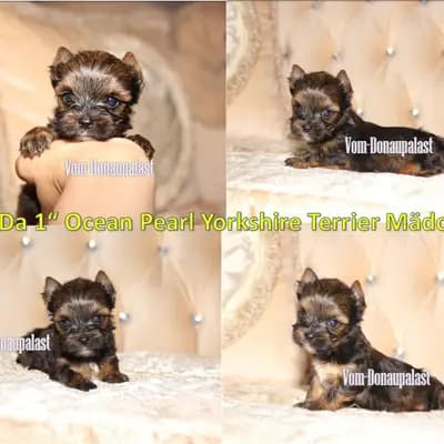 Farbige Yorkshire Terrier Welpen "vom Donaupalast". – Yorkshire Terrier Welpe, Bayern, 由...饲养 Hundezucht vom Donaupalast