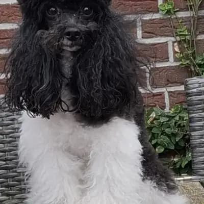 D-Wurf – 贵宾犬 Wurf, Niedersachsen, 由...饲养 Pudelzucht SIMPLY-FANTASTIC