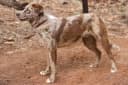 Foto der Rasse American Leopard Hound
