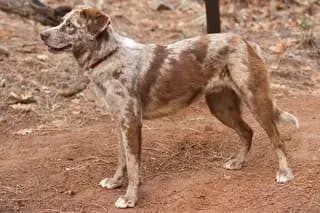 American Leopard Hound – Hunderasse
