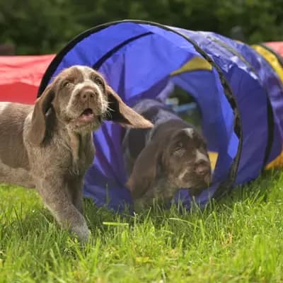 Galerie-Bild von Spinone Italiano vom Bergheimer Hof in Baden-Württemberg, mit Eindrücken unserer Spinone Italiano-Zucht.