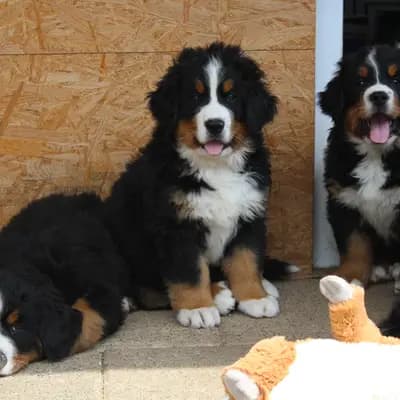 Bild aus Berner von der Villa Arya in Rheinland-Pfalz, wo unsere Berner Sennenhund-Hunde in einer liebevollen Umgebung aufwachsen.