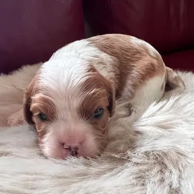 Foto von Blue, einem Cavalier King Charles Spaniel-Welpe in Rheinland-Pfalz.