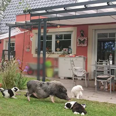 Galerie-Bild von Elo® von Werths Echte  in Bayern, mit Eindrücken unserer Elo-Zucht.