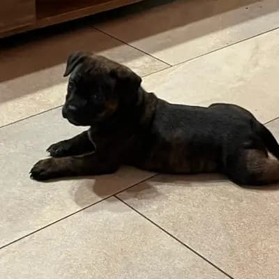 Galerie-Bild von MeinHeart Staff’s  in Sachsen, mit Eindrücken unserer Staffordshire Bull Terrier-Zucht.