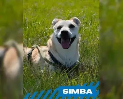 Simba