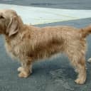 Foto der Rasse Basset Fauve de Bretagne