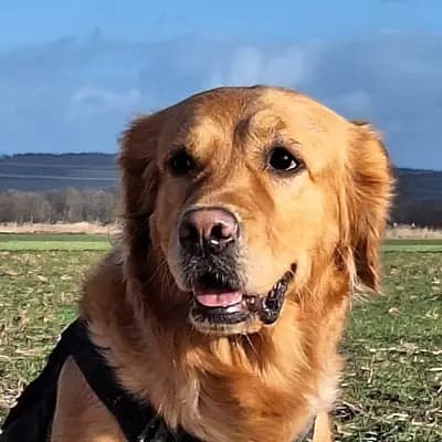 A-Wurf – 金毛猎犬 Wurf, Bayern, 由...饲养 von der Mountainfielder Dog-Ranch