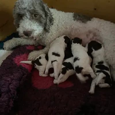 Bild aus Lagotto Romagnolo vom Tietenhof in Niedersachsen, wo unsere Lagotto Romagnolo-Hunde in einer liebevollen Umgebung aufwachsen.