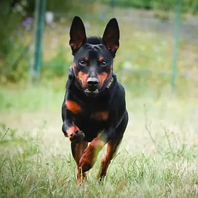 C-Wurf – 迷你杜宾犬 Wurf, Baden-Württemberg, 由...饲养 Zwergpinscher vom Honighof 
