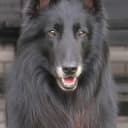 Foto der Rasse Groenendael