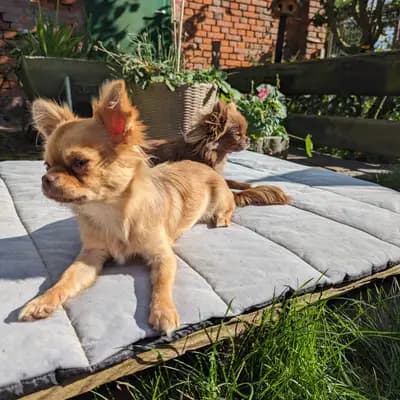 Bild aus Chihuahuas von den Hellbergen  in Mecklenburg-Vorpommern, wo unsere Chihuahua-Hunde in einer liebevollen Umgebung aufwachsen.