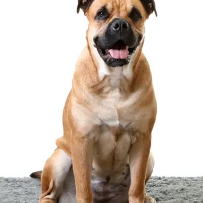 Foto von Mira, einem Perro Dogo Mallorquin (Mallorca-Dogge)-Elternhund in Brandenburg.