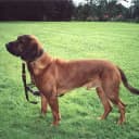 Foto der Rasse Hannoverscher Schweisshund
