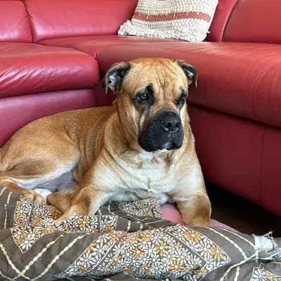 Galerie-Bild von Spanisch Companion  in Brandenburg, mit Eindrücken unserer Perro Dogo Mallorquin (Mallorca-Dogge)-Zucht.