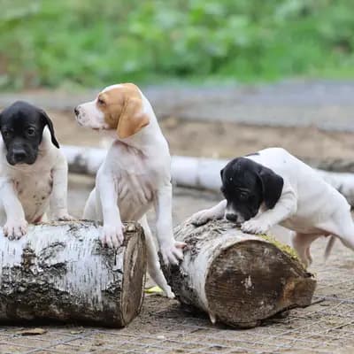 Galerie-Bild von Zwinger von den Dachsfichten in Brandenburg, mit Eindrücken unserer English Pointer-Zucht.