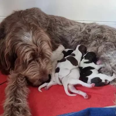 Foto des  von Spinone Italiano in Spinone Italiano vom Bergheimer Hof, aufgenommen in Baden-Württemberg.