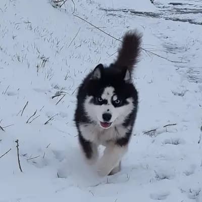 Foto von Damon, einem Pomsky-Elternhund in Bayern.