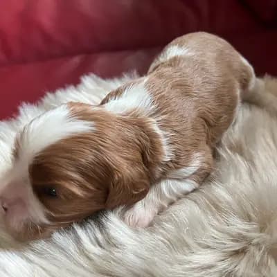 Foto von Björn, einem Cavalier King Charles Spaniel-Welpe in Rheinland-Pfalz.