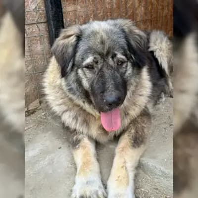 Heidi