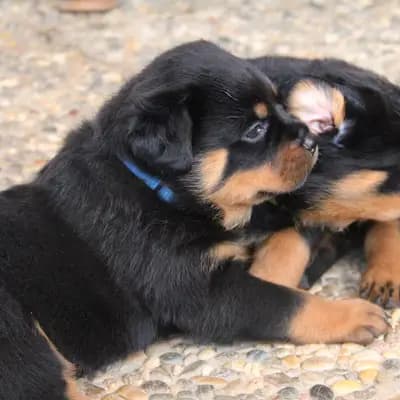 Dionysos – Rottweiler Welpe, Baden-Württemberg, 由...饲养 Rottweiler von der Strahlenburg 