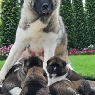 Bild aus On the highest in Baden-Württemberg, wo unsere Amerikanischer Akita-Hunde in einer liebevollen Umgebung aufwachsen.