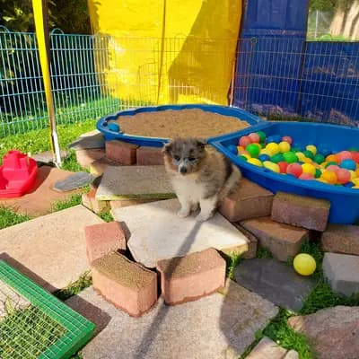 Bild aus Shelties von Little Insa  in Brandenburg, wo unsere Shetland Sheepdog-Hunde in einer liebevollen Umgebung aufwachsen.