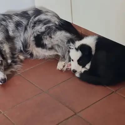 Bild aus Lucky charms in Oberösterreich, wo unsere Großpudel (Königspudel)-Hunde in einer liebevollen Umgebung aufwachsen.