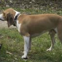 Foto der Rasse Schweizer Niederlaufhunde (Jura Niederlaufhund)