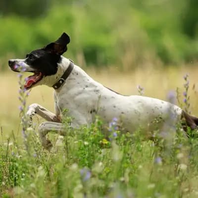 Galerie-Bild von Zwinger von den Dachsfichten in Brandenburg, mit Eindrücken unserer English Pointer-Zucht.