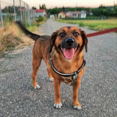 Sheldon – 混种狗, Baden-Württemberg, Im Tierheim Animal Souls e.V.