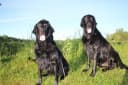 Foto der Rasse Curly Coated Retriever
