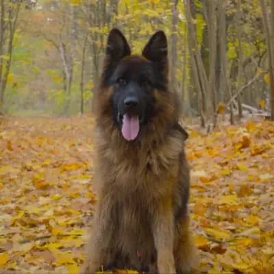 Zeus