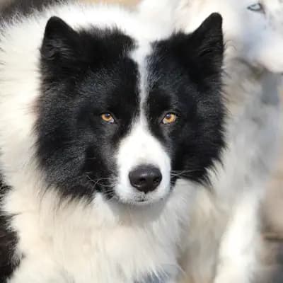 Galerie-Bild von Yakutskaya Laika Sibirskaya Zima in Schleswig-Holstein, mit Eindrücken unserer Yakutskaya Laika-Zucht.