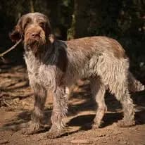 Galerie-Bild von Spinone Italiano vom Bergheimer Hof in Baden-Württemberg, mit Eindrücken unserer Spinone Italiano-Zucht.